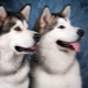 Malamute e Husky: descrição e diferenças de raças