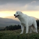 Maremmo-Abruzzo Shepherd: Description de la race, Alimentation et soins