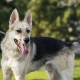 Chiens de berger et Huskies métis: description, nature et contenu