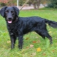 Metis Spaniel: أنواع وميزات المحتوى