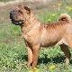 Sharpei-koirarodut: koirien tyypit ja sisältö