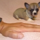 Micro-Chihuahua: miten koirat näyttävät ja miten ne säilytetään?