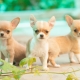 Mini-Chihuahua: miten koirat näyttävät ja miten ne säilytetään?