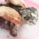 Est-il possible de laver le chat avec un shampooing ordinaire et que va-t-il se passer?