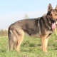 Chiens de berger allemands de couleur zonée: types et nuances de contenu
