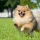 Spitz allemand: description et recommandations pour le contenu