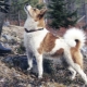 Norbotten Spitz: caractéristiques, nature et règles de soin