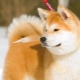 Nuances da educação e formação de Akita Inu