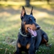 Szükséges-e letartóztatni Doberman fülét és farokát, vagy megszakíthatatlan maradhat?