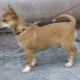 Katsaus Chihuahua Métis