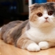 Scottish Cat Colors