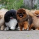 Description et règles à respecter pour garder Spitz couleur sable