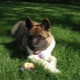 Descrição e Conteúdo do Akita Inu Negro
