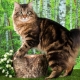 Description et contenu des chats à queue d'aile kuriliens