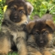 Description et contenu d'un chiot de berger allemand à 1 mois