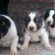 Description and content of puppies alabay at the age of 1 month