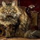Description, types de couleurs et caractéristiques du contenu des chats sibériens