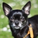 Sisältää Chihuahuan mustan värin