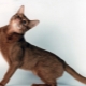 Caractéristiques de la nature et du comportement des chats