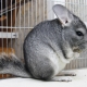 Caractéristiques du contenu de chinchilla à la maison