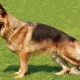 Paramètres du chien de berger allemand: poids et taille par mois