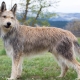 Chiens de berger de Picardie: description de la race et des conditions de vie des chiens