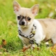 Chihuahuan rodun edut ja haitat