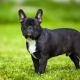 A francia bulldog fajta előnyei és hátrányai