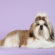 A Shih Tzu fajta előnyei és hátrányai