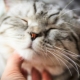 Pourquoi les chats ronronnent-ils et comment le font-ils?