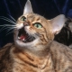 Pourquoi les chats miaulent et que faire à ce sujet?