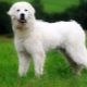 Chiens de berger polonais: description, alimentation et soins de la race