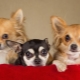 Suosittuja ja mielenkiintoisia nimiä Chihuahuan tytöille