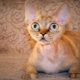 Race de chats aux grands yeux
