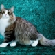 Chats moelleux: les meilleures races et les caractéristiques de leurs soins