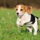 Beagle méretek: a kutyák súlya és magassága hónaponként