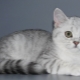 A variety of colors Scottish straight cats