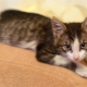 Développement et maintenance d'un chaton en 3 mois