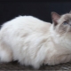 Ragdoll: variations de couleur, caractère et règles de contenu