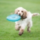 توصيات للتعليم والتدريب spaniels