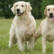 Retriever e Labrador: qual a diferença?
