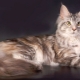 Les plus gros chats domestiques du monde