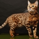 Les plus beaux chats: les meilleures races