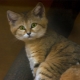 Les races de chats les plus insolites