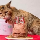 Les plus vieux chats du monde