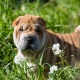 Shar Pei: características da raça, prós e contras