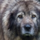 Sharplaninskaya Shepherd: description et contenu de la race