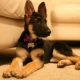 Les chiots de berger allemand à 4 mois: comment les regarder et comment en prendre soin?