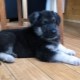 Chiots de berger allemand à 2 mois: description, règles de soin et d'alimentation