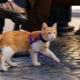 Slap for a cat: types, subtilités de choix et règles de scolarisation